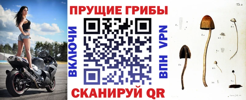 где найти наркотики  Зеленогорск  Псилоцибиновые грибы мицелий 